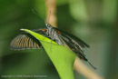 Butterflies in the Garden