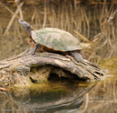 Arcadia Trail Park