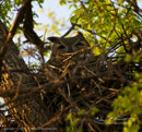A Mother Owl