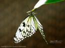 Butterflies in the Garden